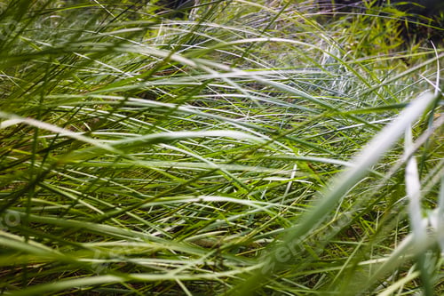 Preview: Vegetable background of thin matted green leaves