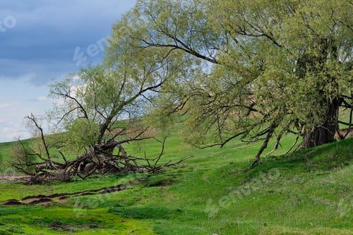 Preview: beautiful landscape in the country. Green summer landscape with a lone big tree