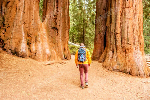 Preview: Tourist With Backpack Hiking In Sequoia National Park. California, United States.