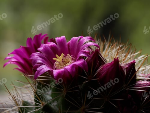 Preview: Cactus with Purple Flower in Natural Light