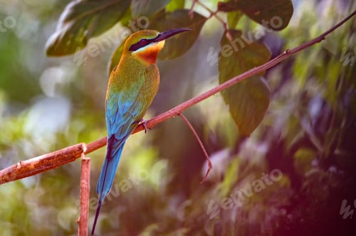 Preview: Blue-tailed Bee-eater or Merops philippinus perches on tree branch