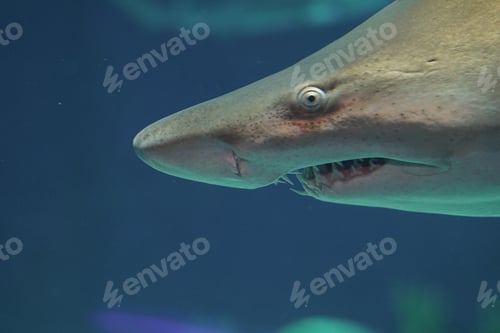 Preview: Closeup of a shark