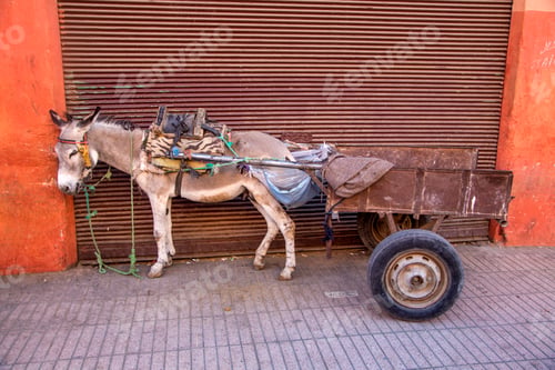 Preview: Donkey in Marrakesh