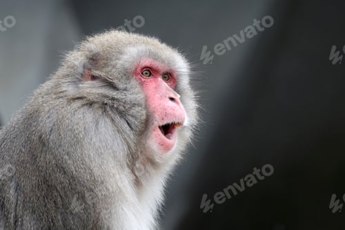 Preview: The Japanese macaque (Macaca fuscata), also known as the snow monkey