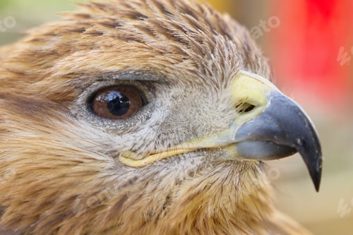Preview: Hawk portrait. Bird in nature.