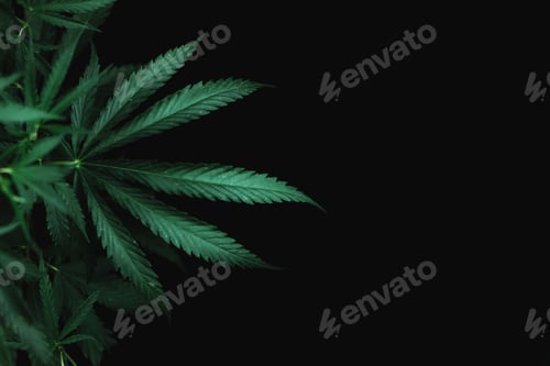Preview: Large leaves of marijuana on a black background. Growing medical cannabis. Hemp CBD, cannabis
