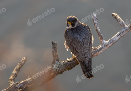 Preview: A Peregrine Falcon Hunting for Birds