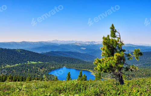 Preview: Scale view of Mountain Taiga from Alpine Tundra