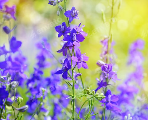 Preview: Beautiful purple Delphinium consolida (Consolida regalis) on a n