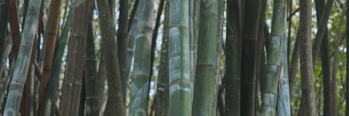 Preview: Panoramic photograph of bamboo leaves and bamboo close-up