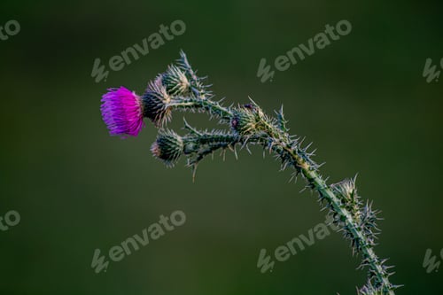 Preview: Thistle in bloom