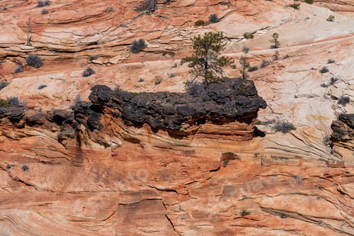 Preview: Upper East Canyon in Zion National Park
