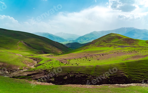 Preview: Herd of sheep grazes on a green meadow in the mountains