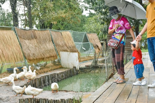 Preview: The boy feeds the ducks. Child on a duck farm.