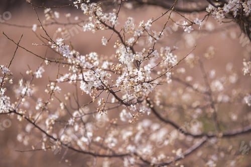 Preview: Cherry blossom tree with white flower. Spring background