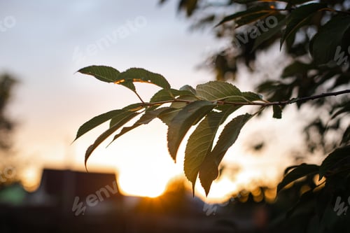 Preview: A tree branch in evening sunlight.