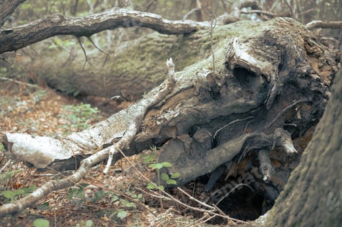 Preview: Fallen tree trunk in a forest
