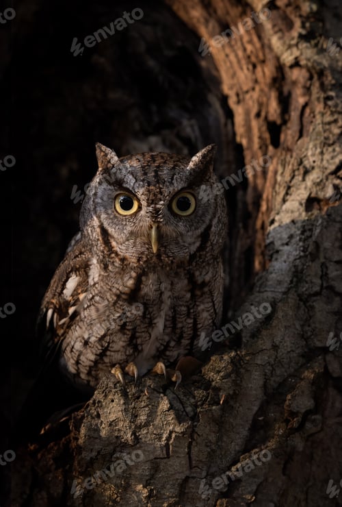 Preview: Eastern Screech Owl in a Tree