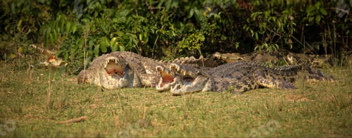 Preview: Field with large scary crocodiles in Uganda during daylight