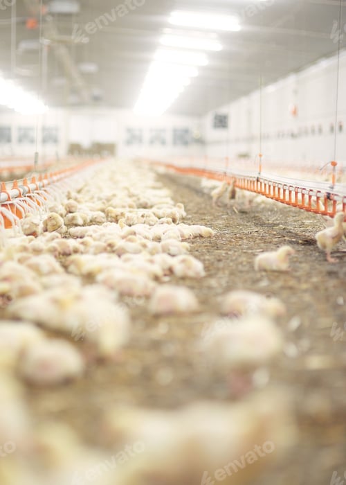 Preview: Long aisle in the chicken coop