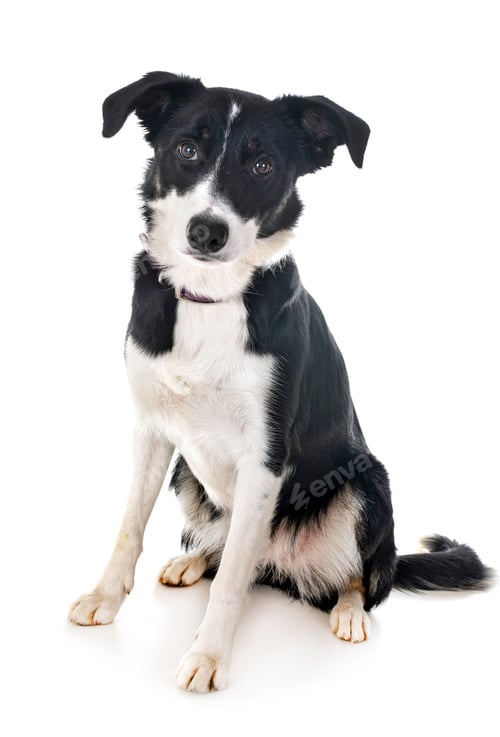 Preview: border collie in studio