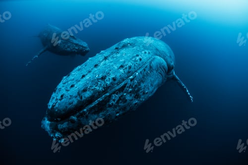 Preview: Female Humpback whale