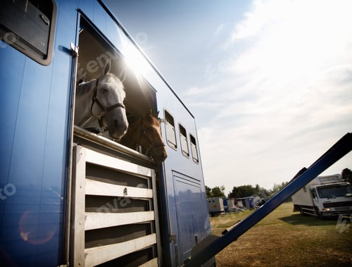 Preview: Horses in trailer on field