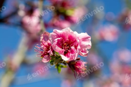 Preview: Peach trees in bloom in spring