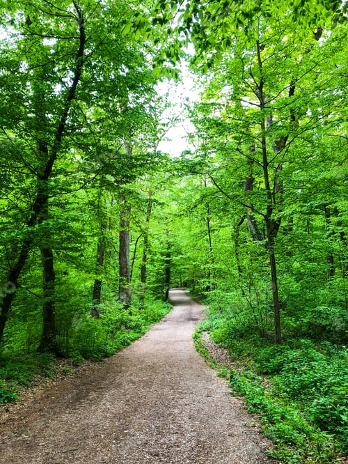 Preview: Green forest
