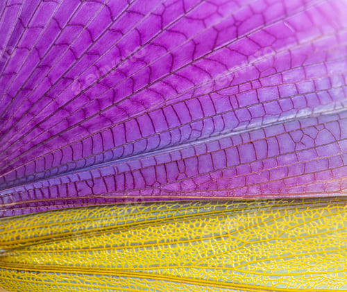 Preview: Detail of the wing of Grasshopper specie Titanacris albipes Male