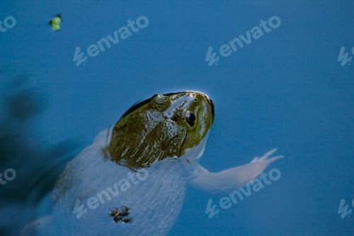 Preview: Frog floating in water