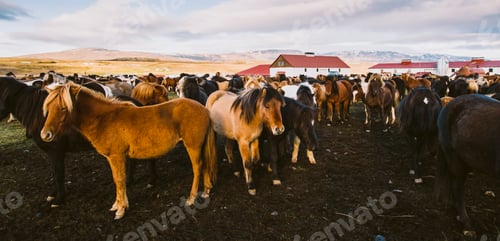 Preview: Herd of precious Icelandic horses gathered in a farm.