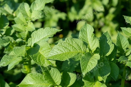 Preview: Green field of potato crops in a row. Agriculture. Growing of potato.