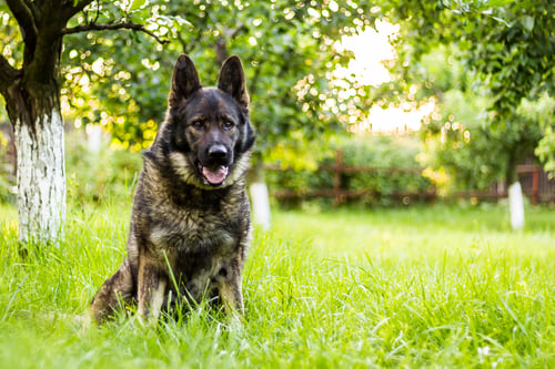 Preview: Beautiful shot of an adorable German Shepherd sitting on grass