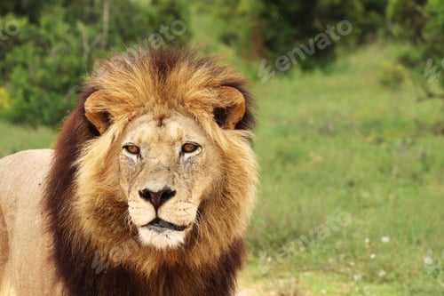 Preview: Furry lion walking in the Addo elephant national park during daytime