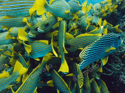 Preview: concept of travel diving and tourism