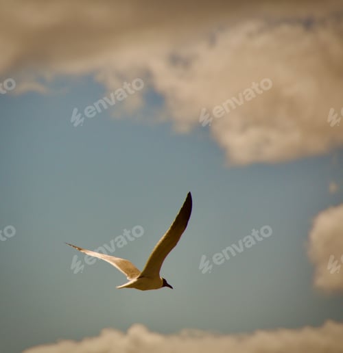 Preview: Lone seagull soaring in the sky framed by clouds