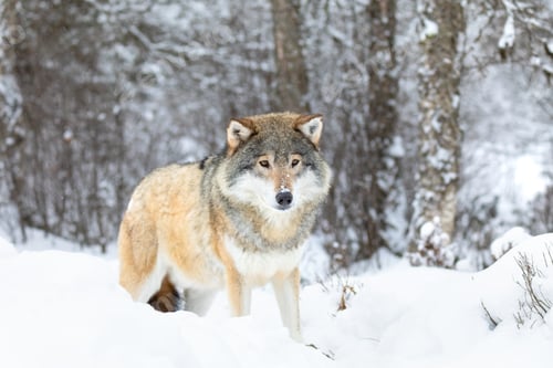 Preview: Beautiful wolf standing in the snow in beautiful winter forest