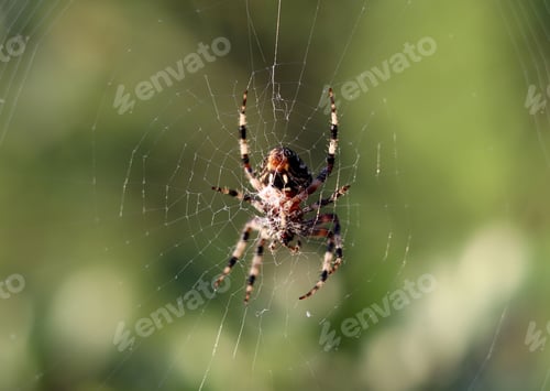 Preview: Spider