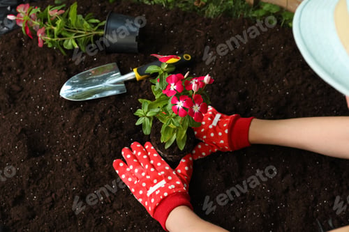 Preview: Woman transplanting beautiful pink vinca flower into soil, closeup