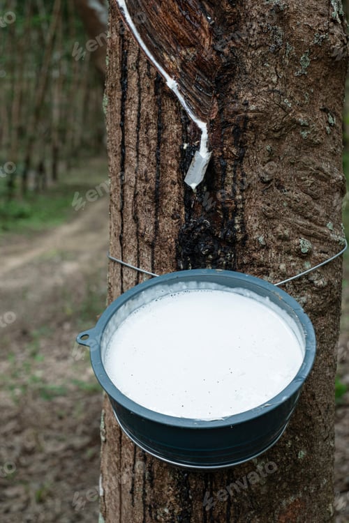 Preview: Ratax cup lump para rubber in cups waiting to be harvested
