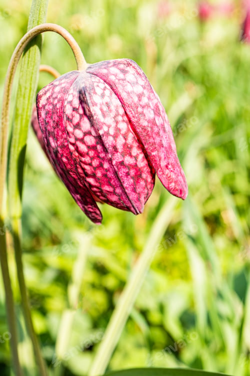 Preview: purple flower fritillarla affinls on a green background. Front view. A copy of the space.