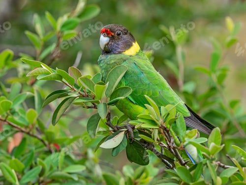 Preview: Australian Ringneck or Twenty-Eight Parrot