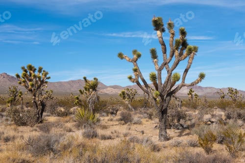 Preview: Joshua Tree National Park, Mojave Desert, California