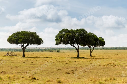 Preview: acacia trees in savannah at africa
