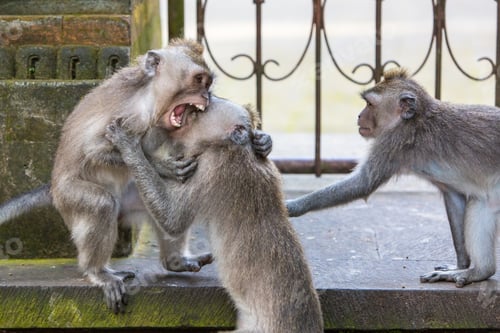 Preview: Fighting Monkeys