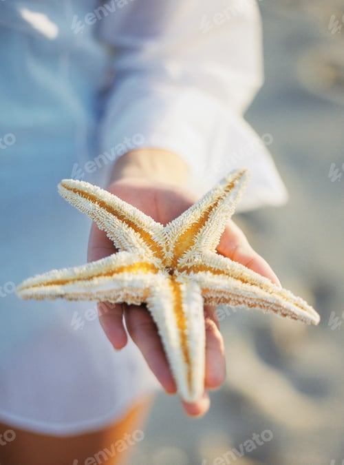 Preview: Woman holding starfish on beach, close up