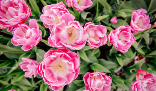 Preview: Pink tulips in Holland.