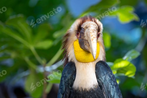 Preview: The wreathed hornbill (Rhyticeros undulatus) close up shot