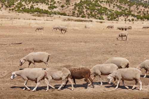 Preview: Ovine livestock in Extremadura. Dry season in Spain. Agriculture